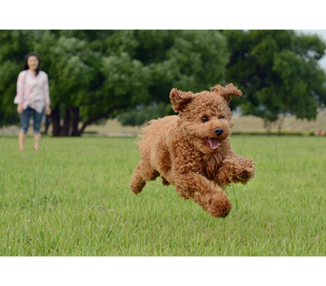 Dog running in field