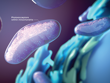 Illustration von Mitochondrien mit hervorgehobenen Photorezeptoren innerhalb der Mitochondrien.