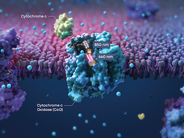 Illustration von Cytochrom C und Cytochrom-C-Oxidase in einer Zellmembran mit hervorgehobenen Wellenlängen von 850 nm und 660 nm.