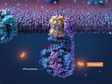 Illustration der ATP-Synthase in einer Zellmembran mit ATP als Energiequelle.