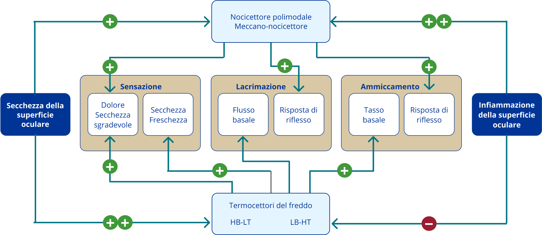 Ocular inflammation diagram