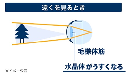 Illustration of the mechanism of human vision