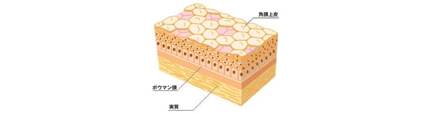 Model of cells arranged in different layers