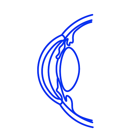 illustration of an eye cross-section, showing the cornea, lens, and surrounding structures