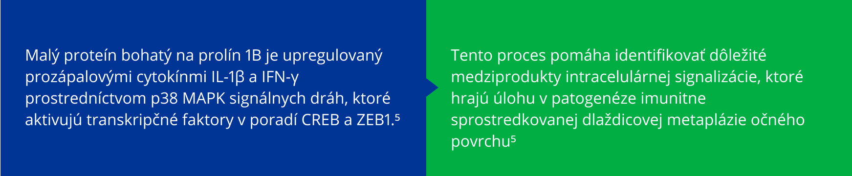 Dva prepojené textové bloky vysvetľujúce úlohu prozápalových cytokínov a intracelulárnej signalizácie pri dlaždicovej metaplázii. Modrý blok popisuje upreguláciu proteínu bohatého na prolín 1B prostredníctvom IL-1β a IFN-γ cez signálnu dráhu p38 MAPK, ktorá aktivuje transkripčné faktory CREB a ZEB1. Zelený blok vysvetľuje, že tento proces identifikuje kľúčové medziprodukty intracelulárnej signalizácie zapojené do imunitne sprostredkovanej patogenézy dlaždicovej metaplázie očného povrchu.